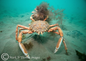 Spiny spider crabs - large male holding smaller female wi... by Mark Thomas 